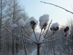 Schneeblumen, 15.1.13 038