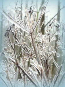 Eisblumen 12 107
