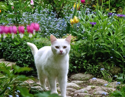 Katzenbesuch