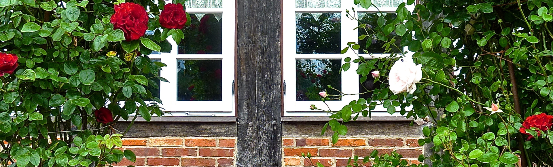 Rosengewächs
