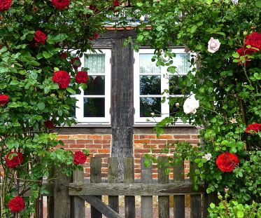 Rosengewächs