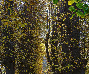 Herbstfall